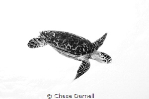 "Standing Out"
Hawksbill Turtle isolated in a white back... by Chase Darnell 